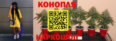 шишки Коммунар